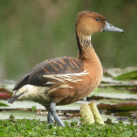 Fulvous Whistling Duck